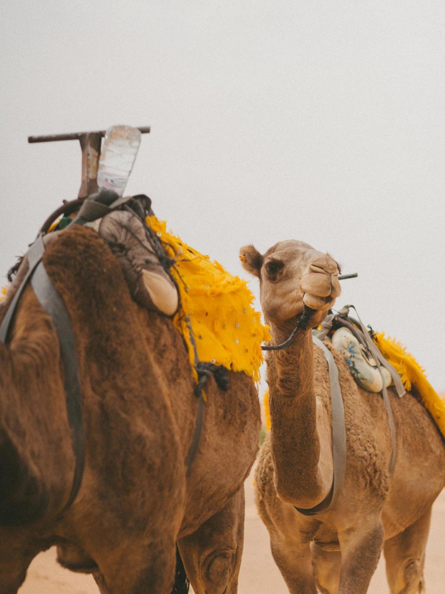 Kam Kam Dunes Merzouga Zewnętrze zdjęcie